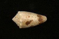 藏品(芋螺)的圖片